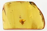 Fossil Spider and Fungus Gnat in Baltic Amber #307674-1